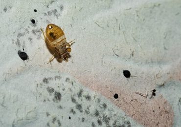 bed bug pest control near me
