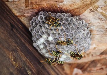 wasp exterminator near me