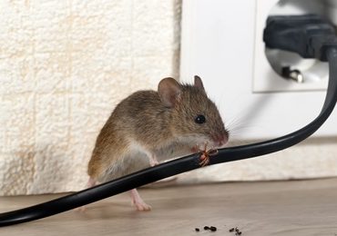 rodent control services near me